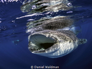 Whale Shark picture taken off coast of Isla Mujeres . by Daniel Waldman 